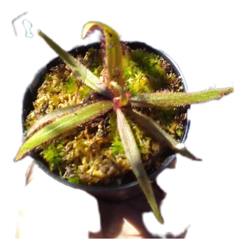 Drosera Adelae Maceta N8 Planta Carnivora