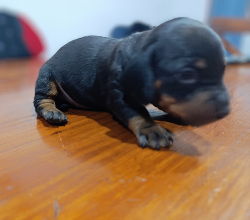Perros Salchichas