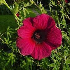 40 Sementes De Hibiscus Cannabinus Para Mudas / Flor Hibisco