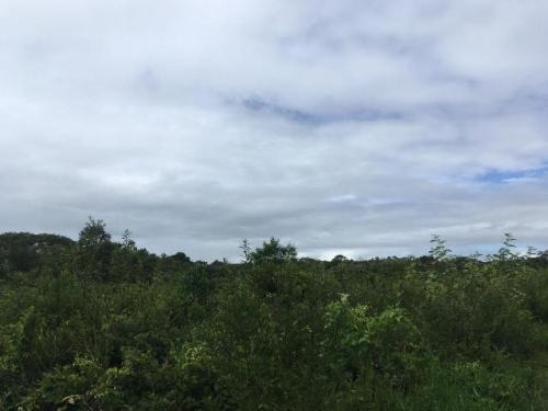 Terreno De Chácara À 1km Da Rodovia (mx)