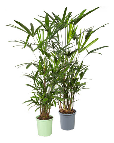 2 Palmeira Raphis