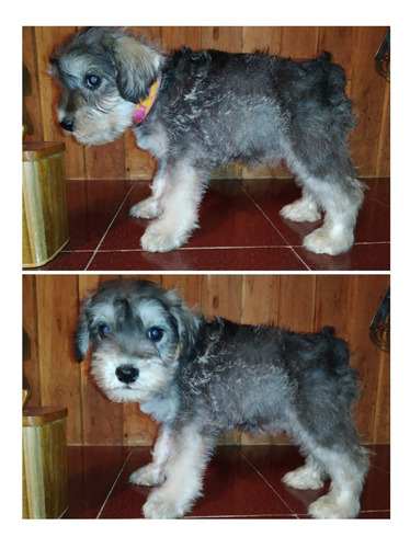 Imagen 3 de 10 de Schnauzer Blancos Y Plata.
