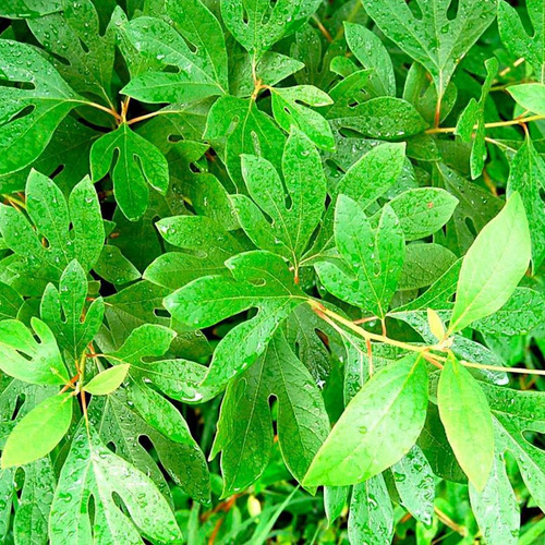 Chá De Sassafraz Rasurado - Ocotea Odorifera - 100g