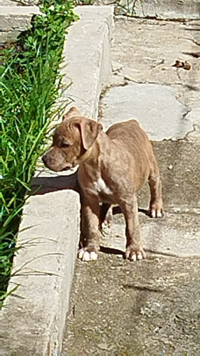Cachorra Pitbull 60 Dias