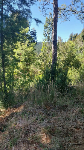 Parcela De 5000m2 A Orilla De La Ruta 206 Valdivia-paillaco