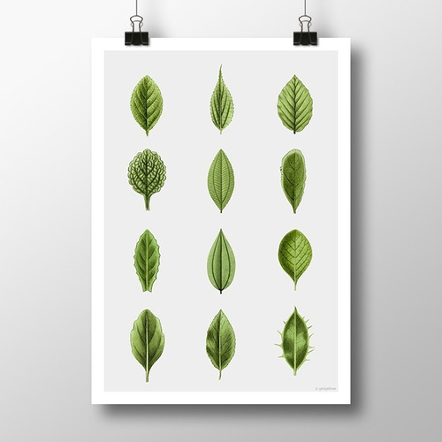 Hojas 3 - Plantas Hojas Láminas Pósters Decoración Interior