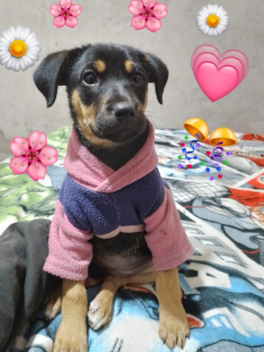 Bebita Cachorrita 60 Días, Jazmin, Leer Y Responder !!