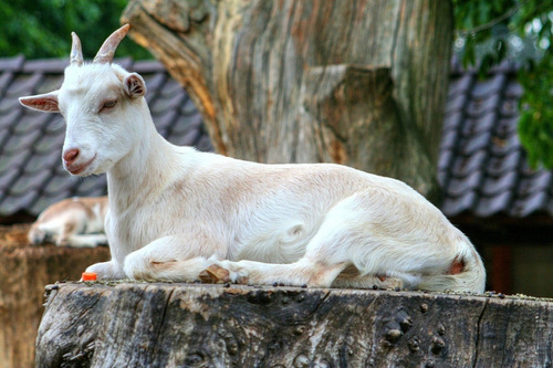 Corrida Financiera Para Engorda De Cabras