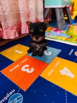 Comprar Yorkshire Terrier Cachorros Con O Sin Pedigree