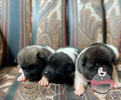 Espectaculares Cachorros Akita Americano Mascotas Rionegro