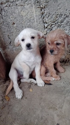 Imagen 2 de 3 de Perros Chihuahua Con Shi Tzu8094134118