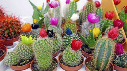 Oferta!! 20 Semillas Flor Clavel Chino + 10 Semillas Cactus | Cuotas sin  interés