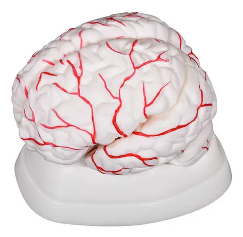 comprar Cerebro Humano Desmontable Con Arterias 8 Partes