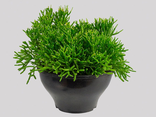 Rhipsalis C21