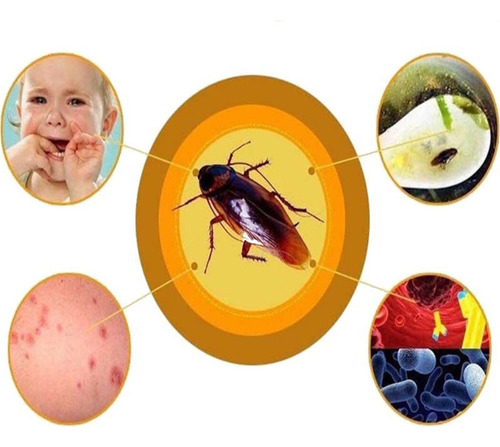 W Cebo Eficaz En Polvo Para Matar Cucarachas, 50 Unidades