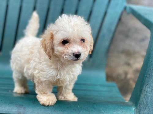 French Poodle Minitoy Super Hermosos (Usado)