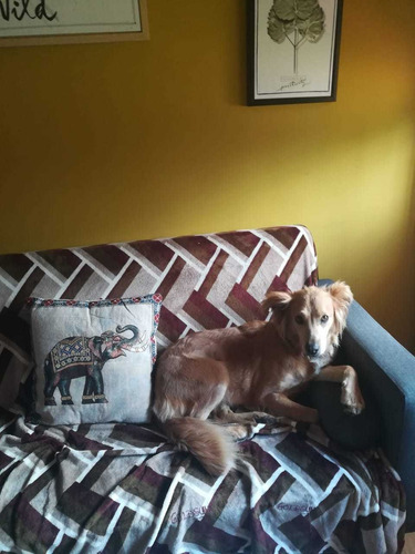 Imagen 3 de 9 de Guarderia Canina Vip- Razas Chicas-mediana. Cupos Reducidos