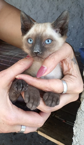 Imagen 6 de 8 de Gatitos Siameses Puros Entrega Ya .