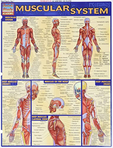 Book : Muscular System (quick Study Academic) - Barcharts,.