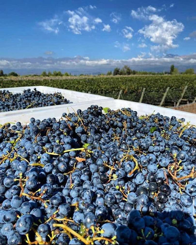 Imagen 9 de 9 de Vino Malbec Roca Volcánica Petrini Exclusivo Calidad Caja X6
