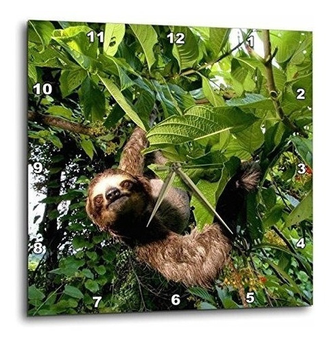 3drose Dpp_86913_1 Panama Panama Ciudad Threetoed Sloth Wild