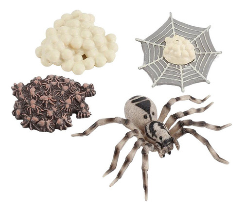 De Vida De Una Araña Incluye Huevo, Larva, Araña Y Araña