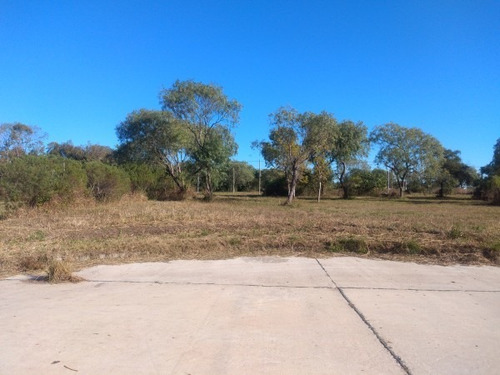 Lapachos Iii
