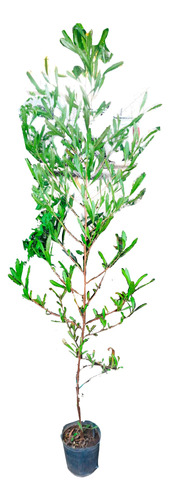 Combo X 5 Plantas Dodonea 3l Arbusto Greenonline Vivero