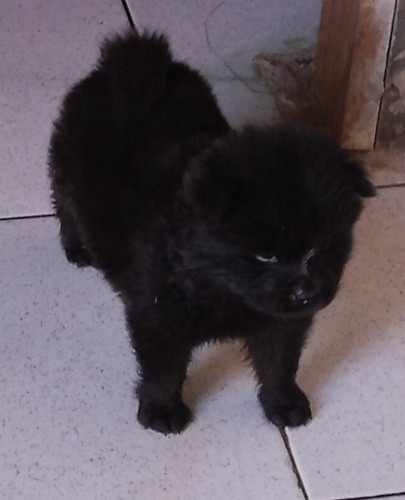 Filhotes De Chow Chow