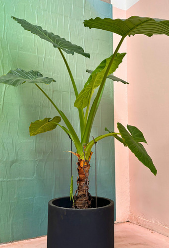 Horquilla Soporte Para Plantas Y Ramas De Jardin 60 Cm X3 Sin Pintar