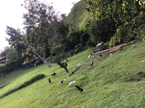 Imagen 9 de 20 de Hermosa Finca En Venta El Carmen De Viboral