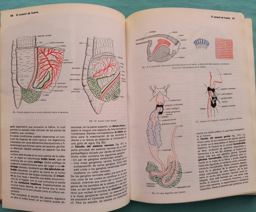 Zoología Las Ciencias Naturales 1a Ed 1979 (Usado)
