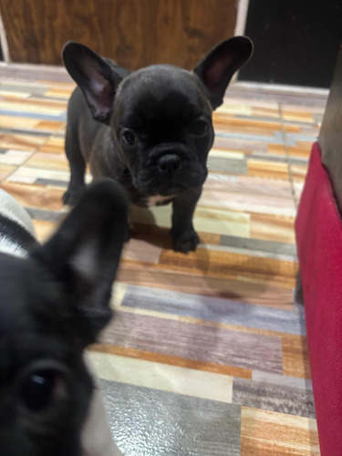 Bulldog Francés Hembra