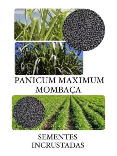 Capim Mombaça/ Panicum Maximum -1kg De Sementes Incrustrada