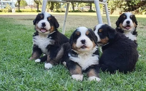 Exclusivos Cachorros Bernes De La Montaña Linea Europea