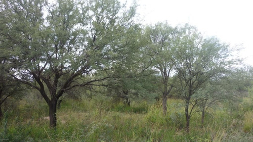 Imagen 5 de 10 de Vendo Lote De 1 Ha En Bº El Rincón, San Marcos Sierras Rebajado A U$s 23.000 Oferta De Oportunidad!