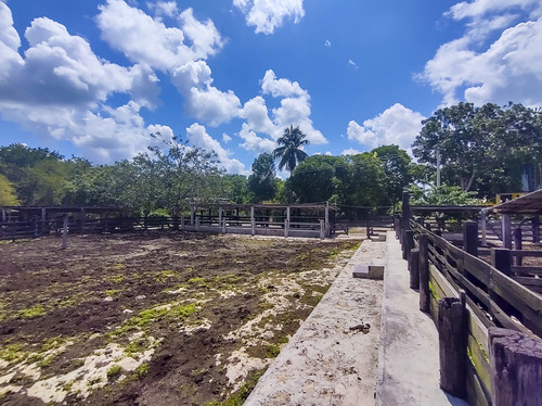 Venta De Rancho En Zona Ganadera De Yucatán, Con Cenotes, 453 Has