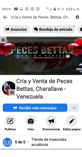 Imagen 3 de 6 de Peces Bettas