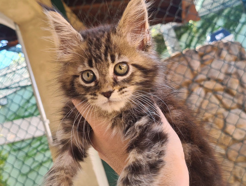 Maine Coon Macho 