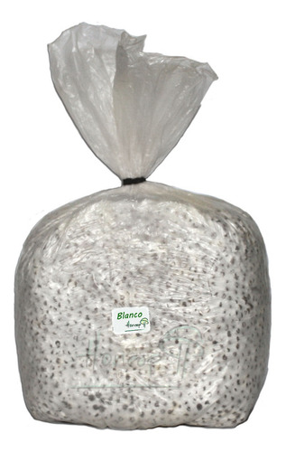 1 Kg Micelio Hongo Seta Blanco Semilla Pleurotus Ostreatus