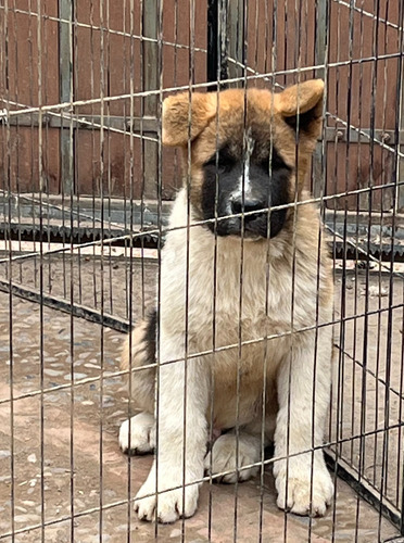 Cachorros Akita Americano Inscritos En Kennel Club De Chile