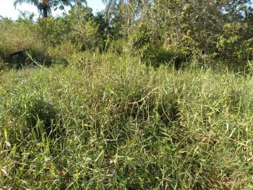 Imagem 7 de 7 de Terreno De 982 Metros No América | Itanhaém Litoral Sul Sp