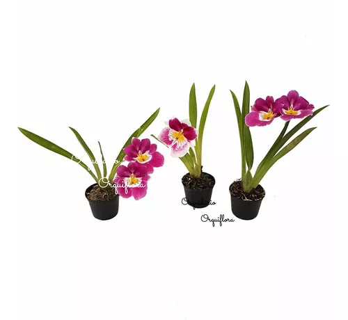 Muda Orquídea Miltonia Colombiana Pré Adulta Planta Natural