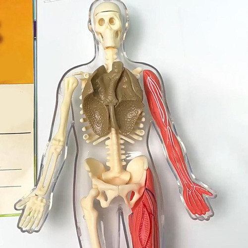 Kit De Quebra-cabeça De Corpo Humano, Adereços De Ensino,