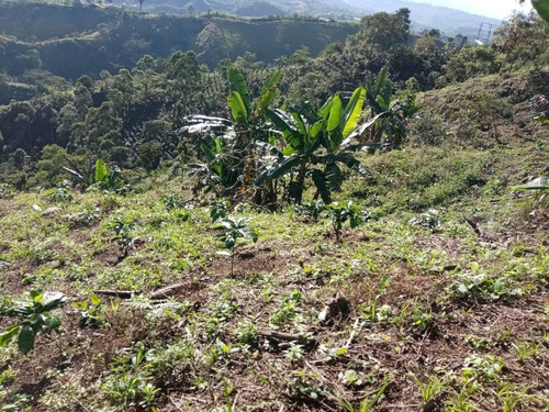 Finca Cafetera 