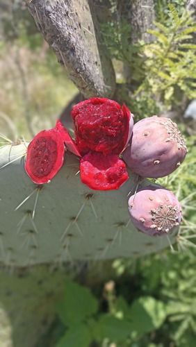 3 Variedades Pencas Nopal Tunero,tuna Roja Opuntia Ficus, Lc