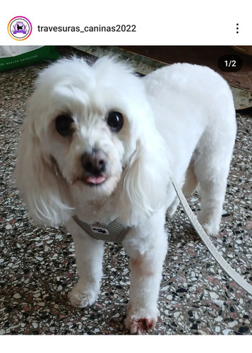 Peluquería Caninas A Domicilio