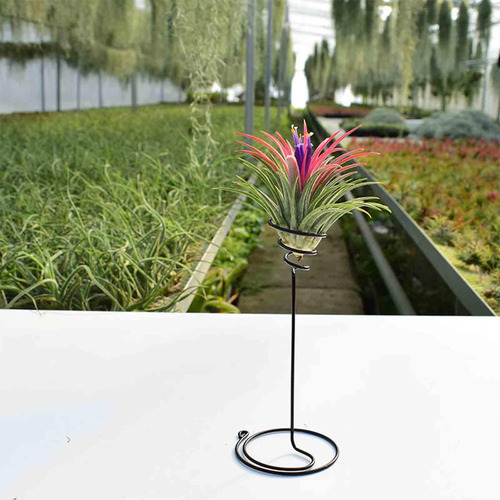 / Contenedores De Tillandsia, Estantes Para Macetas, Soporte