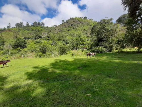 Imagen 3 de 30 de Se Vende Finca 2 Cuadras Salento