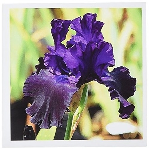 3drose Purple Iris Greeting Cards 6 X 6 Inches Set Of